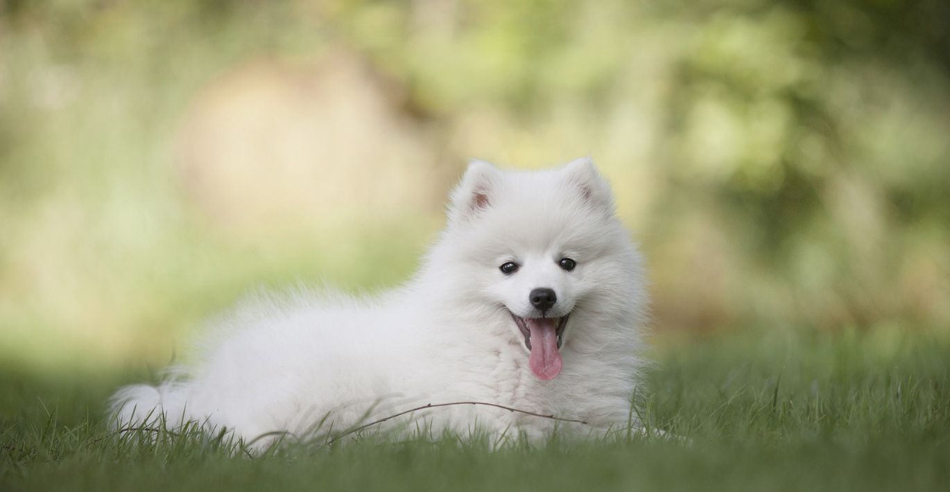 Nutrition for White Dogs: Discovering Top 5 Protein Sources to Prevent Allergies