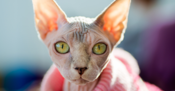 How to care for hairless animals?