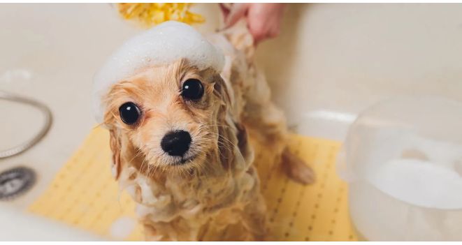 How to give your pet a good bath?