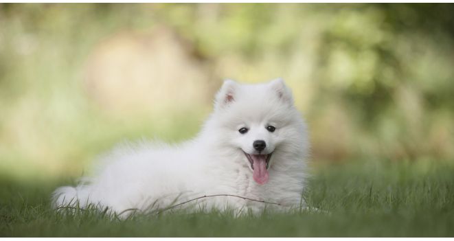 Nutrition for White Dogs: Discovering Top 5 Protein Sources to Prevent Allergies