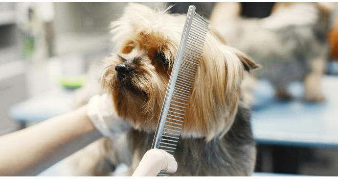 The Vital Tool for Precise Grooming: The Comb