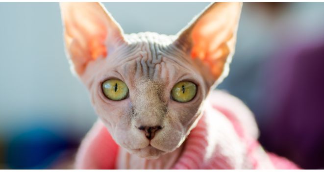 How to care for hairless animals?